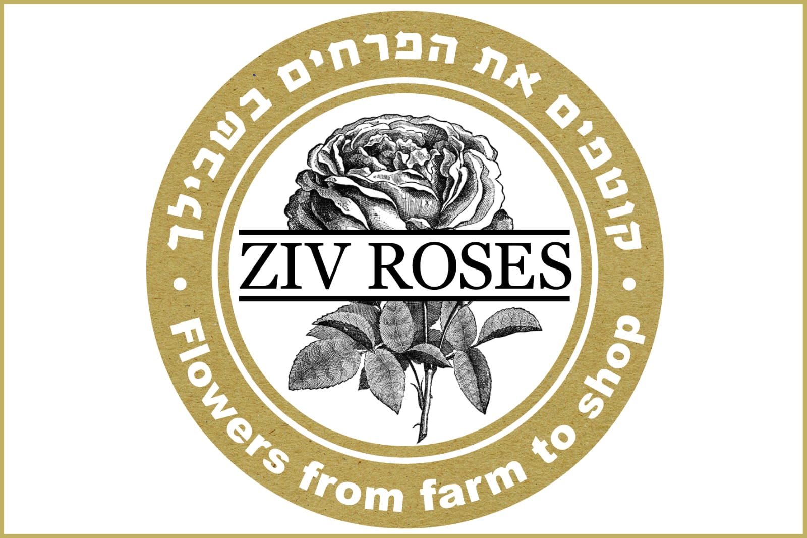 ziv_roses2